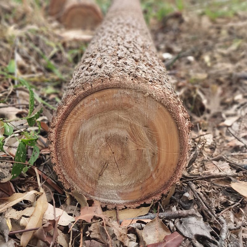 Tora de Eucalipto Cloeziana tratado — corte transversal
