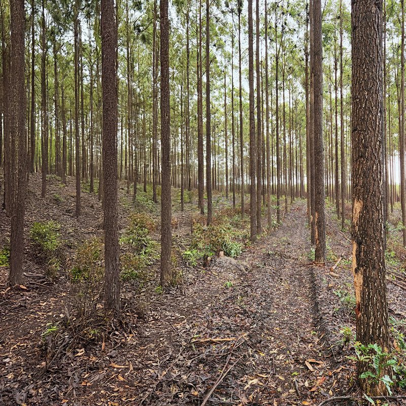 Floresta de Cloeziana em Capelinha-MG