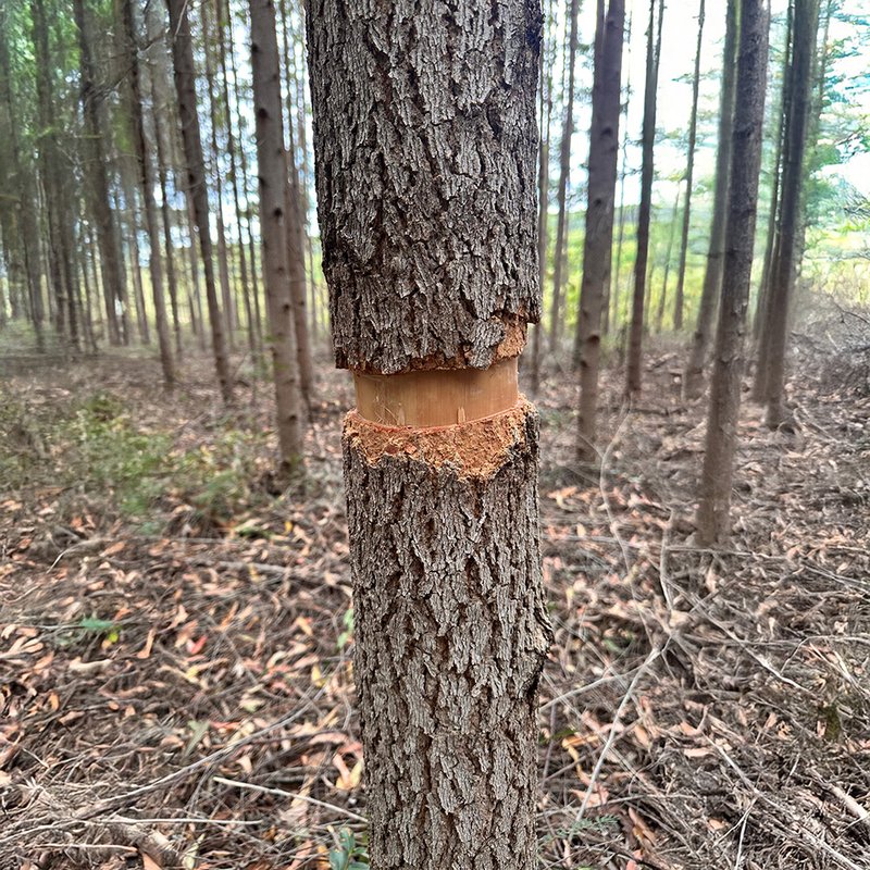 Detalhe da casca do Eucalipto Cloeziana
