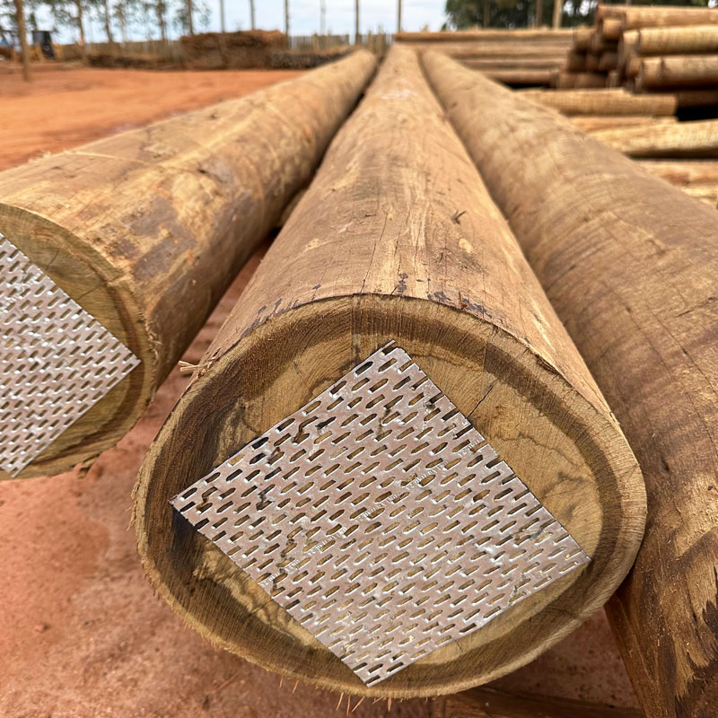 Tora de Cloeziana descascada — Capelinha